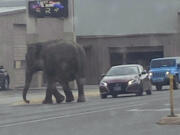 This image provided by Matayah Utrayle-Shaylene Smith shows an escaped elephant crossing the road in Butte, Mont., on Tuesday, April 17, 2024.  The sound of a vehicle backfiring spooked a circus elephant while she was getting a pre-show bath leading the pachyderm to break through a fence and take a brief walk, stopping noontime traffic on the city&rsquo;s busiest street before before being loaded back into a trailer.