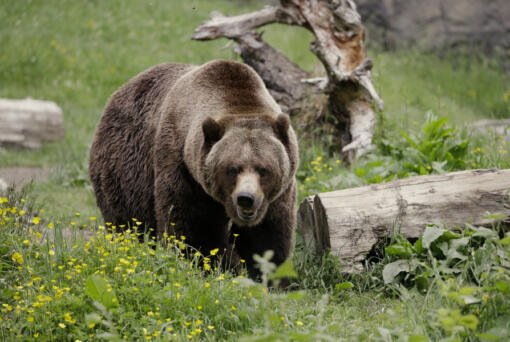 FILE - A grizzly bear roams an exhibit at the Woodland Park Zoo on May 26, 2020, in Seattle. The federal government plans to restore grizzly bears to an area of northwest and north-central Washington. Plans announced this week by the National Park Service and U.S. Fish and Wildlife Service call for the release of three to seven bears a year for five to 10 years to achieve an initial population of 25.
