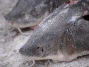 FILE - Two lake sturgeons are set to be weighed near Black Lake in Cheboygan County, Mich., Feb. 4, 2017. Lake sturgeon don&rsquo;t need Endangered Species Act protections, federal wildlife officials announced Monday, April 22, 2024, saying that stocking programs have helped the prehistoric fish return to areas where they had vanished.