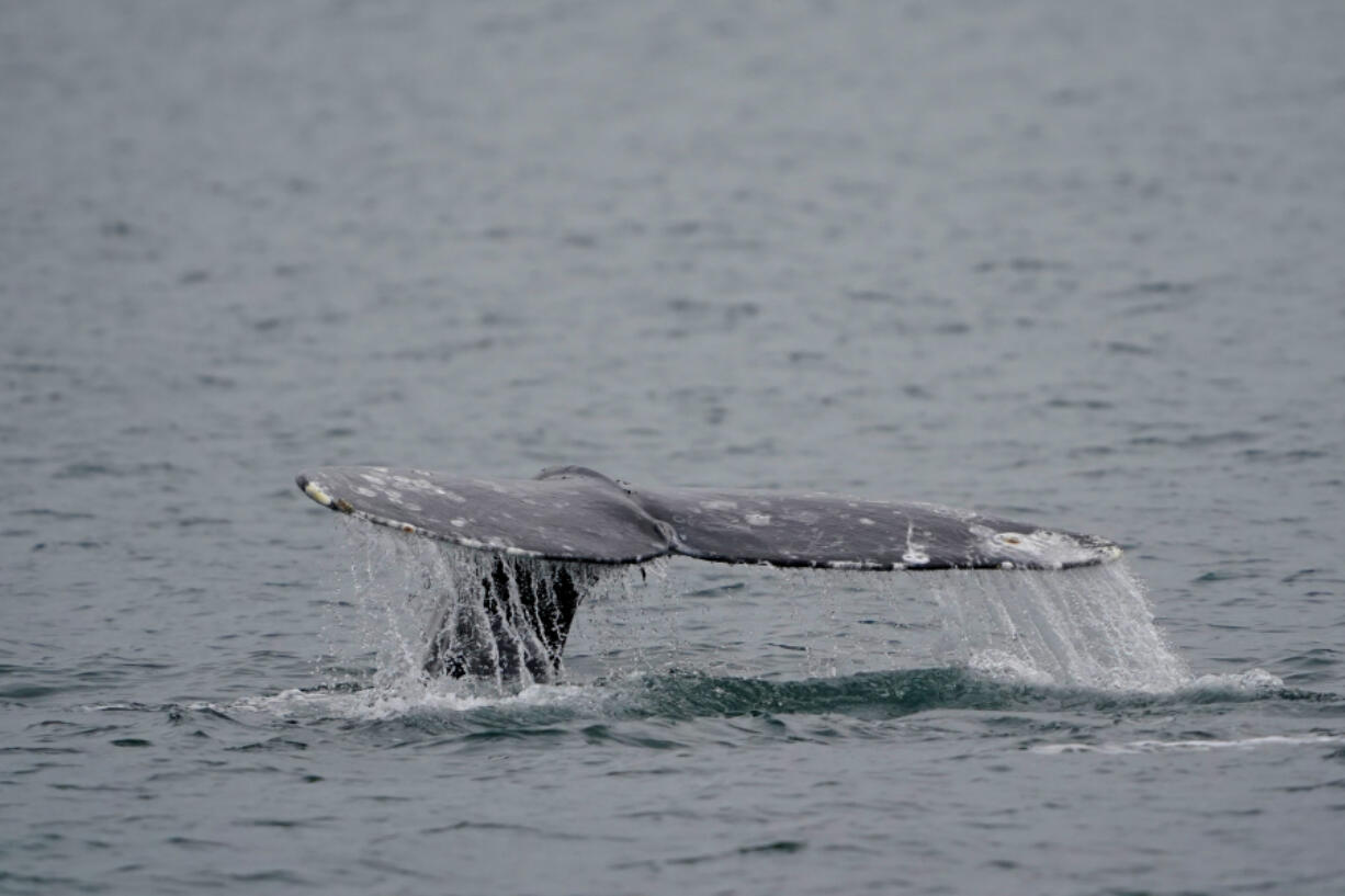 FILE - A gray whale dives near Whidbey Island as seen from a Pacific Whale Watch Association vessel, May 4, 2022, in Washington state. Federal researchers indicate the gray whale population along the West Coast is showing signs of recovery five years after hundreds washed up dead on West Coast beaches, from Alaska to Mexico. (AP Photo/Ted S.