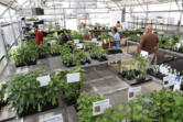 The Master Gardener Foundation of Clark County Mothers&rsquo; Day Plant Sale returns May 10-12.