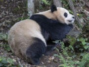 This photo released by the San Diego Zoo shows giant panda Yun Chuan on Thursday, April 25, 2024, in the Sichuan province of China. A pair of giant pandas will soon make the journey from China to the U.S., where they will be cared for at the San Diego Zoo as part of an ongoing conservation partnership between the two nations, officials said Monday, April 29.