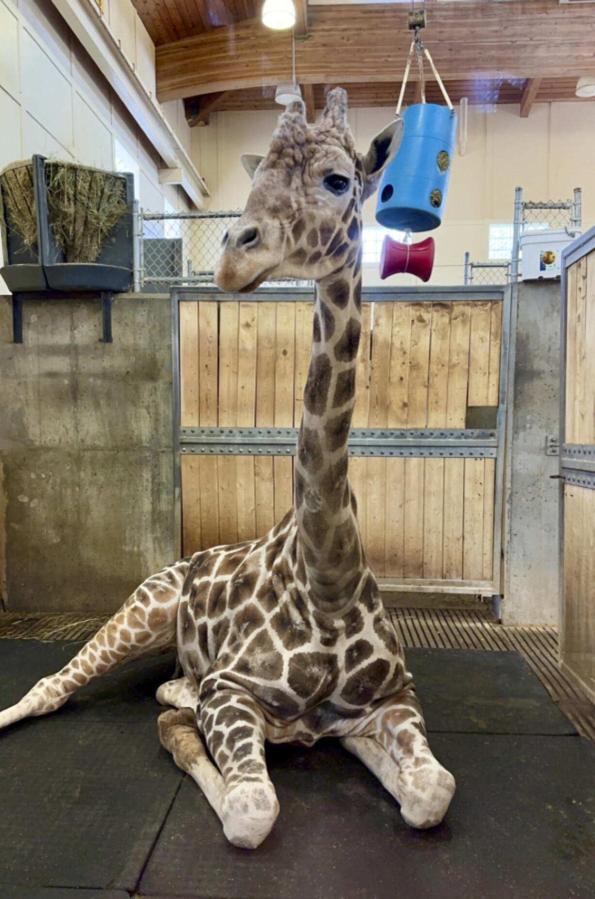 This image provided by the Great Plains Zoo shows Chioke relaxing in an enclosure at the zoo in Sioux Falls, S.D., in May 2023. The beloved 18-year-old reticulated giraffe died, March 28, 2024, the zoo announced Thursday, April 4, 2024. Chioke, born in Busch Gardens in Tampa, Fla., came to the zoo in 2007. He grew to nearly 15 feet tall and sired three offspring, who went on to other zoos.