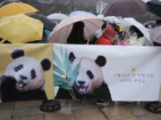 Visitors wipe tears after a vehicle carrying Fu Bao, the first giant panda born in South Korea, moves to the airport at the Everland amusement park in Yongin, South Korea, Wednesday, April 3, 2024. A crowd of people, some weeping, gathered at the rain-soaked amusement park in South Korea to bid farewell to their beloved giant panda before her departure to China on Wednesday.