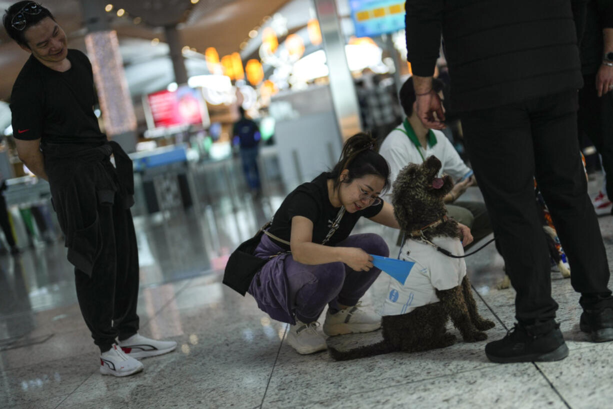 A traveller pets the airport therapy dog Kuki on April 3 while walking through Istanbul Airport in Turkey. Istanbul Airport has made five new hires to provide stress-free travel experience for anxious passengers: therapy dogs that are ready to offer support with snuggles, belly rubs and sloppy kisses.