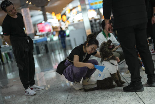 A traveller pets the airport therapy dog Kuki on April 3 while walking through Istanbul Airport in Turkey. Istanbul Airport has made five new hires to provide stress-free travel experience for anxious passengers: therapy dogs that are ready to offer support with snuggles, belly rubs and sloppy kisses. (Photos by Khalil Hamra/Associated Press)