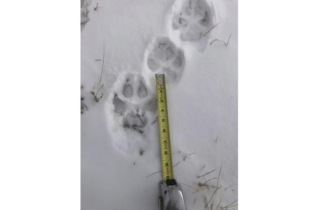 FILE - Wolf tracks are shown in the snow in this undated photo from the Sherman Creek Ranch near Walden, Colorado. A wolf has killed a calf in Colorado, wildlife officials said Wednesday, confirming the first livestock kill after 10 of the predators were controversially reintroduced in Dec. 2023.