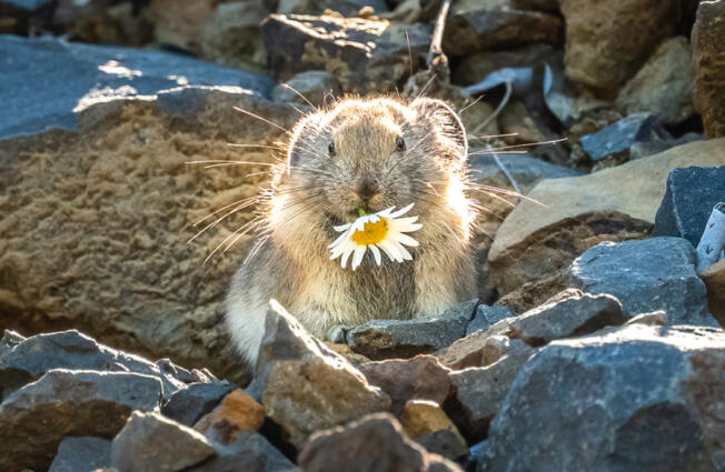 The Oregon Zoo is recruiting volunteers to seek out one of the Columbia River Gorge&rsquo;s cutest residents this summer: the American pika.