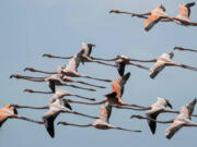 A flock of flamingos fly over Florida Bay on April 23. (Matias J.