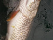 Merwin Reservoir has more than 500,000 northern pikeminnow and 5,500 tiger muskies, according to federal researchers.