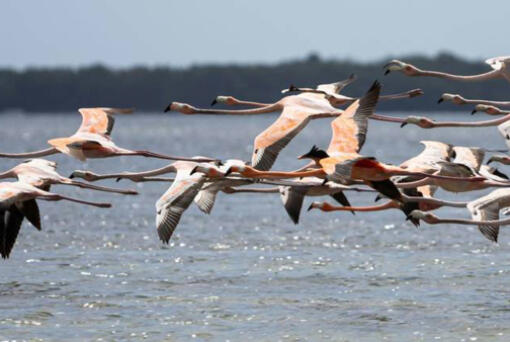 A flock of flamingos fly over Florida Bay on Tuesday, April 23, 2024. (Matias J.