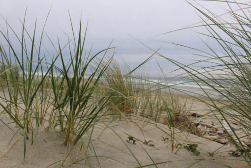 Beach grass grows along the Oregon Coast. Once sparsely vegetated, settlers planted nonnative grasses to keep the sand from shifting in the wind. Those nonnative grass species are breeding with native plants and hindering habitat conservation efforts.