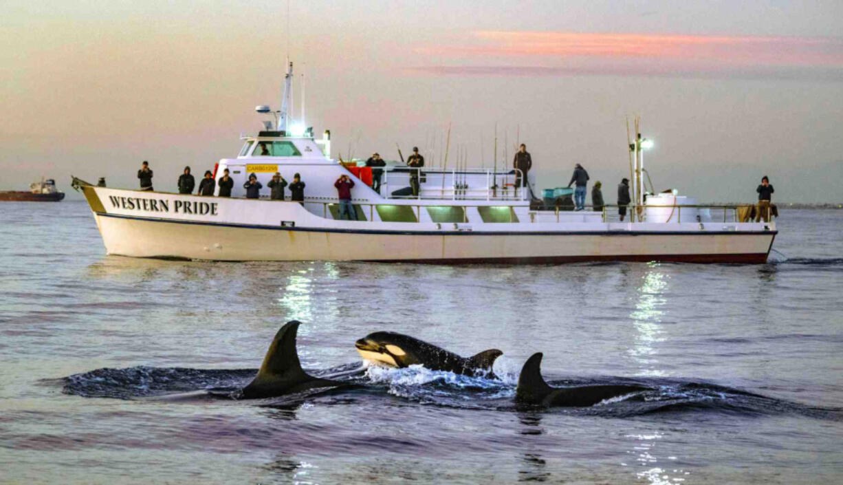 With a calf following close by, orcas swim near the various whale watching boats following the orcas as they swim Jan. 9 off the coast of Huntington Beach at sunset in California.