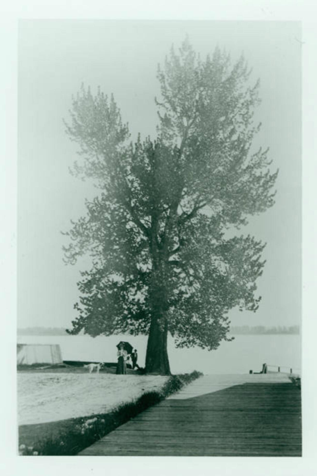 The Witness Tree, seen in this undated photo, was a legal point for surveys and property disputes for decades. In 1909, it fell as the Columbia River&rsquo;s north bank eroded.