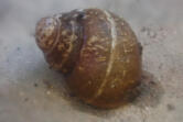 The ashy pebblesnail is one of two species of snail the Center for Biological Diversity has petitioned the federal government to list as an endangered species.