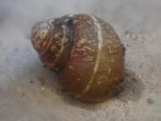 The ashy pebblesnail is one of two species of snail the Center for Biological Diversity has petitioned the federal government to list as an endangered species.