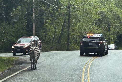 This image provided by the Washington State Patrol shows zebras that got loose Sunday, April 28, 2024, when the driver stopped at the Interstate 90 exit to North Bend, Wash., to secure the trailer in which they were being carried. The Washington State Patrol said the four zebras made their way to the town before three were capture, and the fate of the fourth was not immediately known.