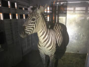 This photo provided by the Regional Animal Services of King County shows the zebra Shug in a trailer after it was captured Friday, May 3, 2024, in Riverbend, Wash., about 30 miles (48 kilometers) east of Seattle. The zebra was one of four that escaped as they were being transported from Washington to Montana last Sunday.