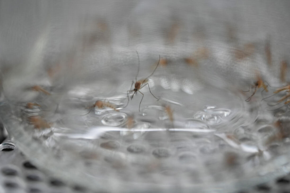 A mosquito sits in the bottom of a bottle containing a particular insecticide as part of a test during a tour of the Center for Disease Control laboratory Thursday, April 4, 2024, in Fort Collins, Colo.