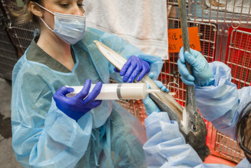 Lindsey Campbell, left, a senior wildlife tech at Wildlife Care Center, uses a large feeding syringe to feed a brown pelican that was starving and badly dehydrated Friday, May 3, 2024, in Huntington Beach, Calif.