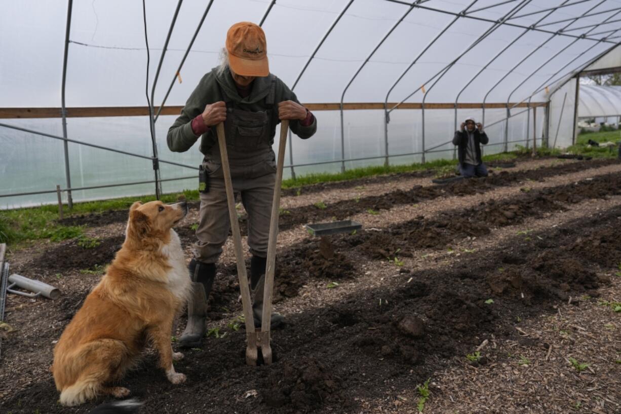 Wendy Carpenter digs holes while preparing a bed for planting April 19,  as her dog, Lola, watches at Christopher Farm in Modoc, Ind. Like many larger farms, she plants cover crops in fields that would otherwise be bare between planting season, along with no-till practices. (Photos by Joshua A.