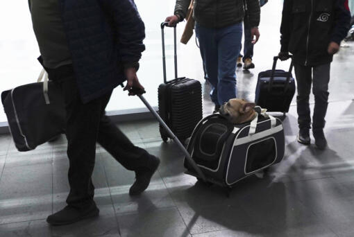 FILE - A traveler pulls his dog in a wheeled carrier at the Benito Juarez International Airport in Mexico City, Wednesday, Dec. 21, 2022. If you are bringing a dog into the U.S. &mdash; whether if you are returning from a trip overseas with Rover, visiting the U.S., or adopting a dog from abroad &mdash; you have to follow a set of new rules released by the Centers for Disease Control and Prevention on Wednesday, May 8, 2024, designed to help prevent the spread of rabies.