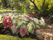 Heart to Heart &ldquo;Bold &lsquo;N Beautiful&rdquo; and &ldquo;Scarlet Flame&rdquo; Caladium varieties can be planted in sunny or shady conditions.