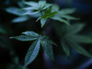 Cannabis clones are displayed for customers at Home Grown Apothecary on Friday, April 19, 2024, in Portland, Ore.