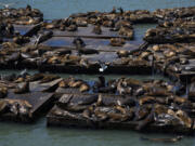 Sea lions are seen on rafts along Pier 39, Thursday, May 2, 2024, in San Francisco. (AP Photo/Godofredo A.