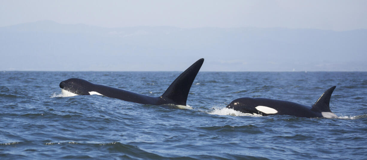 A family pod of transient killer whales is shown in Monterey Bay, California. Two other whales, named &ldquo;John Coe&rdquo; and &ldquo;Aquarius,&rdquo; who have become popular among watchers in Scotland, were spotted off the Scottish coast twice in the past week.