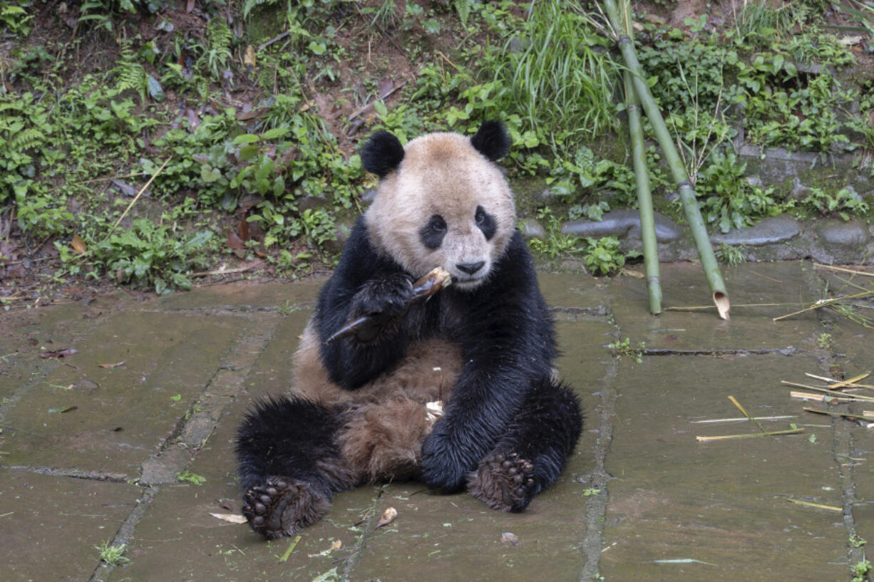 In this photo released by Xinhua News Agencym, giant panda Yun Chuan eats at the Bifengxia Panda Base of the China Conservation and Research Center for the Giant Panda in Yanan, southwest China&rsquo;s Sichuan Province on April 18, 2024. A pair of giant pandas, Yun Chuan and Xin Bao are on their way from China to the U.S., where they will be cared for at the San Diego Zoo as part of an ongoing conservation partnership between the two nations, officials said Wednesday, June 26, 2024.