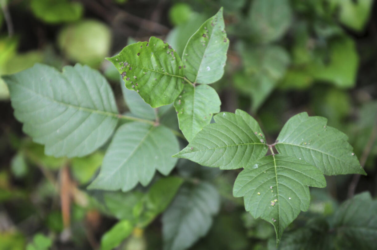 A poison ivy plant appears at Lancaster County Park, in Lancaster, Pa. Botanically known as Toxicodendron radicans, poison ivy contains oily chemical compounds called urushiols in its leaves, stems and roots.