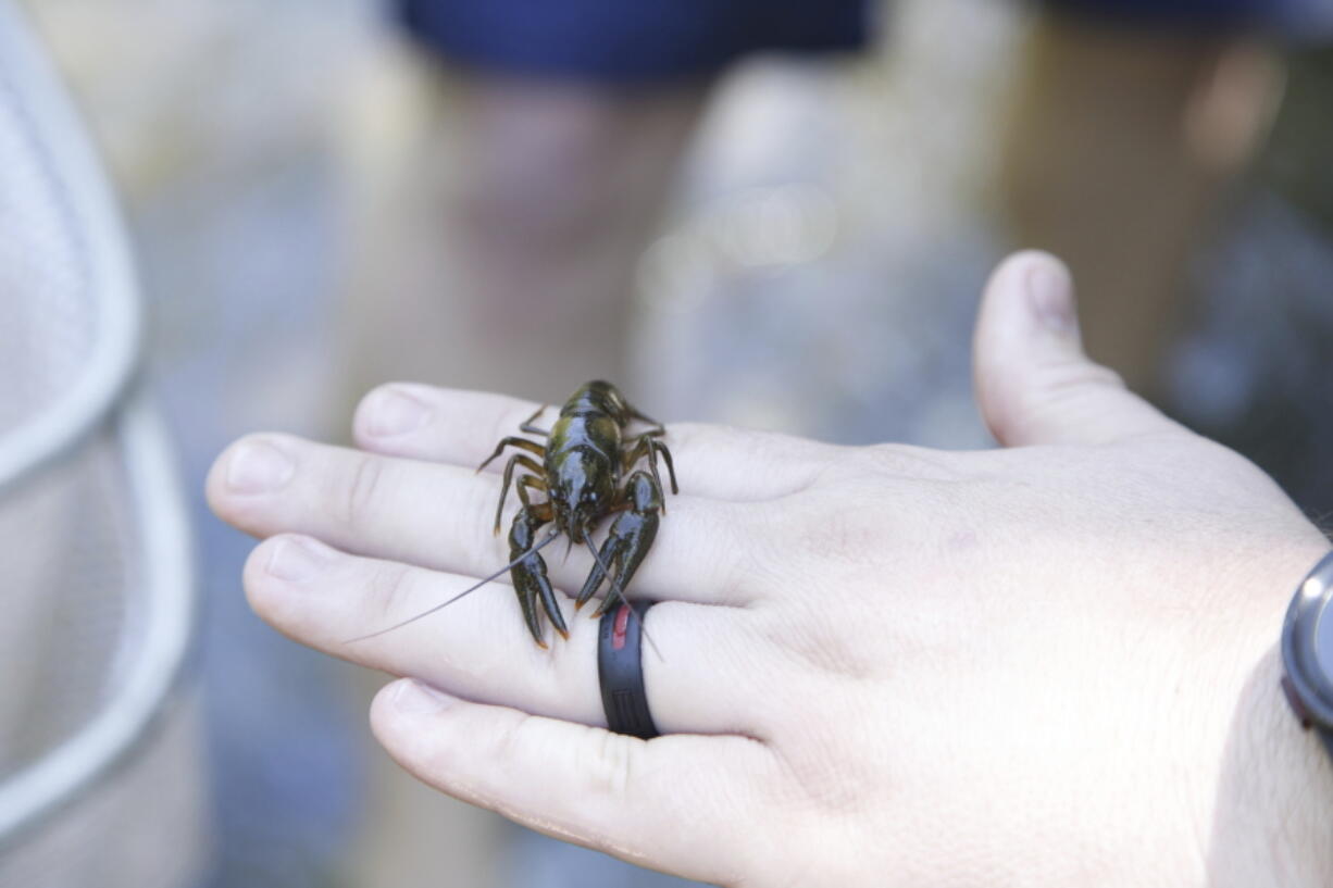 Chad Cogburn, of the Nashville Zoo, holds a Nashville crayfish during an annual census of the endangered species June 11 in Nashville, Tenn. (Kristin M.